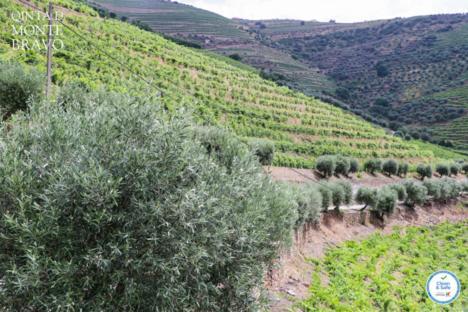 Ervedosa do Douro Quinta Do Monte Bravo - Douro - Quarto Duploヴィラ エクステリア 写真